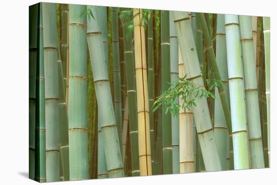 Bamboo Forest, Kyoto, Japan-Rob Tilley-Stretched Canvas