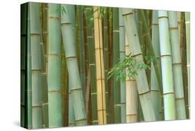 Bamboo Forest, Kyoto, Japan-Rob Tilley-Stretched Canvas