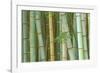 Bamboo Forest, Kyoto, Japan-Rob Tilley-Framed Photographic Print