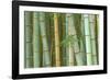 Bamboo Forest, Kyoto, Japan-Rob Tilley-Framed Photographic Print