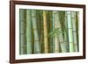 Bamboo Forest, Kyoto, Japan-Rob Tilley-Framed Photographic Print