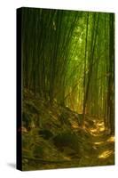 Bamboo Forest, Maui-Vincent James-Stretched Canvas