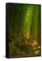 Bamboo Forest, Maui-Vincent James-Framed Stretched Canvas