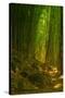 Bamboo Forest, Maui-Vincent James-Stretched Canvas