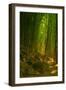 Bamboo Forest, Maui-Vincent James-Framed Photographic Print