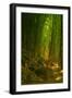 Bamboo Forest, Maui-Vincent James-Framed Photographic Print