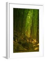 Bamboo Forest, Maui-Vincent James-Framed Photographic Print