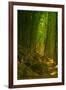 Bamboo Forest, Maui-Vincent James-Framed Photographic Print