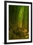 Bamboo Forest, Maui-Vincent James-Framed Photographic Print