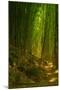 Bamboo Forest, Maui-Vincent James-Mounted Photographic Print