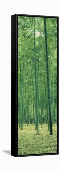 Bamboo Forest Nagaokakyo Kyoto Japan-null-Framed Stretched Canvas