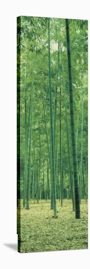 Bamboo Forest Nagaokakyo Kyoto Japan-null-Stretched Canvas