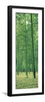 Bamboo Forest Nagaokakyo Kyoto Japan-null-Framed Photographic Print