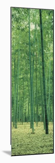 Bamboo Forest Nagaokakyo Kyoto Japan-null-Mounted Photographic Print