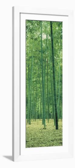 Bamboo Forest Nagaokakyo Kyoto Japan-null-Framed Photographic Print