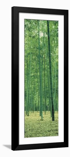 Bamboo Forest Nagaokakyo Kyoto Japan-null-Framed Photographic Print