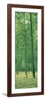 Bamboo Forest Nagaokakyo Kyoto Japan-null-Framed Photographic Print