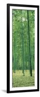 Bamboo Forest Nagaokakyo Kyoto Japan-null-Framed Photographic Print