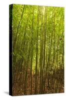 Bamboo Forest near Waikamoi Ridge Trail, North Maui, Hawaii, USA-Stuart Westmorland-Stretched Canvas