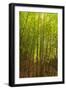 Bamboo Forest near Waikamoi Ridge Trail, North Maui, Hawaii, USA-Stuart Westmorland-Framed Photographic Print