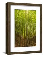 Bamboo Forest near Waikamoi Ridge Trail, North Maui, Hawaii, USA-Stuart Westmorland-Framed Photographic Print