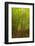 Bamboo Forest near Waikamoi Ridge Trail, North Maui, Hawaii, USA-Stuart Westmorland-Framed Photographic Print