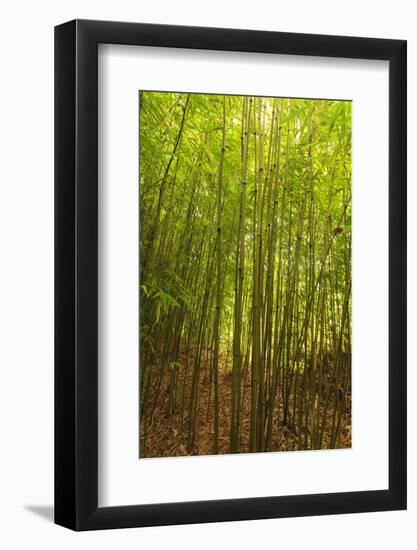 Bamboo Forest near Waikamoi Ridge Trail, North Maui, Hawaii, USA-Stuart Westmorland-Framed Photographic Print