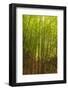 Bamboo Forest near Waikamoi Ridge Trail, North Maui, Hawaii, USA-Stuart Westmorland-Framed Photographic Print