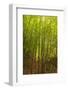 Bamboo Forest near Waikamoi Ridge Trail, North Maui, Hawaii, USA-Stuart Westmorland-Framed Photographic Print