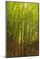 Bamboo Forest near Waikamoi Ridge Trail, North Maui, Hawaii, USA-Stuart Westmorland-Mounted Photographic Print