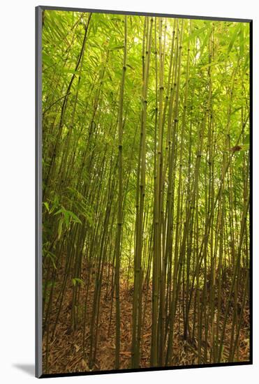 Bamboo Forest near Waikamoi Ridge Trail, North Maui, Hawaii, USA-Stuart Westmorland-Mounted Photographic Print