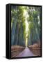 Bamboo Forest of Kyoto, Japan.-SeanPavonePhoto-Framed Stretched Canvas