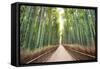 Bamboo Forest of Kyoto, Japan.-SeanPavonePhoto-Framed Stretched Canvas
