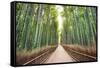 Bamboo Forest of Kyoto, Japan.-SeanPavonePhoto-Framed Stretched Canvas