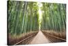 Bamboo Forest of Kyoto, Japan.-SeanPavonePhoto-Stretched Canvas