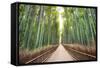 Bamboo Forest of Kyoto, Japan.-SeanPavonePhoto-Framed Stretched Canvas