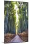 Bamboo Forest of Kyoto, Japan.-SeanPavonePhoto-Mounted Photographic Print
