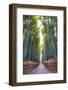 Bamboo Forest of Kyoto, Japan.-SeanPavonePhoto-Framed Photographic Print