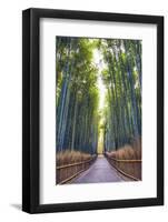 Bamboo Forest of Kyoto, Japan.-SeanPavonePhoto-Framed Photographic Print