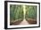 Bamboo Forest of Kyoto, Japan.-SeanPavonePhoto-Framed Photographic Print