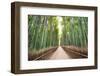 Bamboo Forest of Kyoto, Japan.-SeanPavonePhoto-Framed Photographic Print