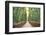 Bamboo Forest of Kyoto, Japan.-SeanPavonePhoto-Framed Photographic Print