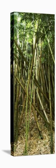 Bamboo Forest, Oheo Gulch, Seven Sacred Pools, Hana, Maui, Hawaii, USA-null-Stretched Canvas