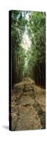 Bamboo Forest, Oheo Gulch, Seven Sacred Pools, Hana, Maui, Hawaii, USA-null-Stretched Canvas