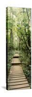 Bamboo Forest, Oheo Gulch, Seven Sacred Pools, Hana, Maui, Hawaii, USA-null-Stretched Canvas