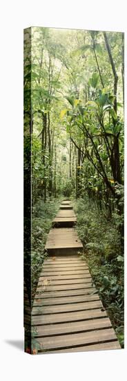 Bamboo Forest, Oheo Gulch, Seven Sacred Pools, Hana, Maui, Hawaii, USA-null-Stretched Canvas