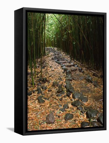 Bamboo Forest on the Waimoku Falls Trail, South of Hana, Maui, Hawaii, USA-Charles Sleicher-Framed Stretched Canvas