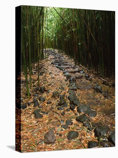 Bamboo Forest on the Waimoku Falls Trail, South of Hana, Maui, Hawaii, USA-Charles Sleicher-Stretched Canvas