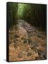Bamboo Forest on the Waimoku Falls Trail, South of Hana, Maui, Hawaii, USA-Charles Sleicher-Framed Stretched Canvas