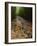 Bamboo Forest on the Waimoku Falls Trail, South of Hana, Maui, Hawaii, USA-Charles Sleicher-Framed Photographic Print